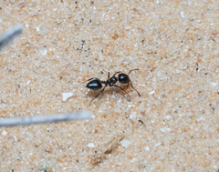 Crematogaster
