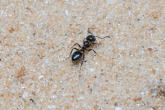 Crematogaster