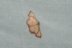 Enispa elataria
