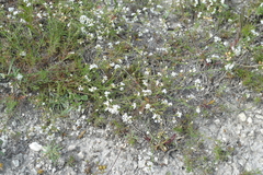 Asperula tephrocarpa