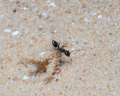 Crematogaster