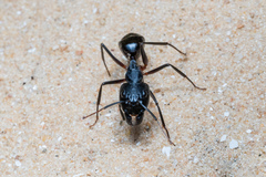 Camponotus