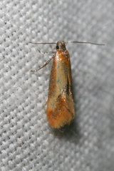 Batia lunaris