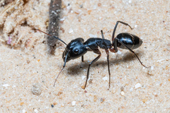 Camponotus