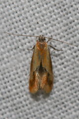 Batia lunaris