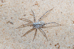 Lycosidae