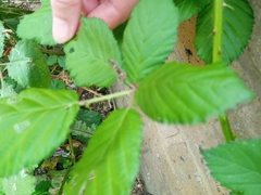 Rubus