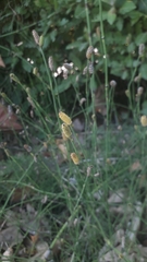 Equisetum ramosissimum