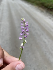 Polygala verticillata