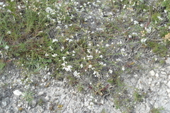Asperula tephrocarpa