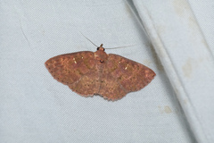 Sarobides inconclusa