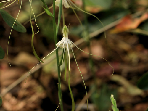 Image of Bonatea pulchella by (c) Wynand Uys, some rights reserved (CC BY)