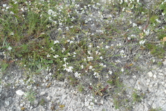 Asperula tephrocarpa