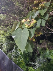 Paulownia tomentosa