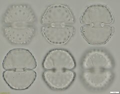 Cosmarium quinarium