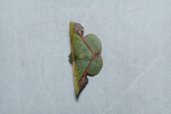 Fascellina plagiata