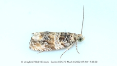 Celypha flavipalpana