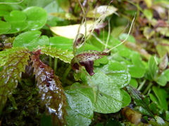 Corybas rivularis