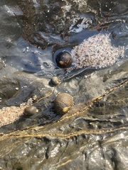 Nerita scabricosta