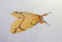 Barsine striata