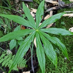 Arisaema consanguineum