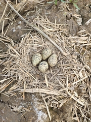 Himantopus himantopus