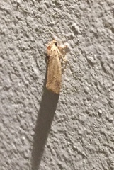 Garella