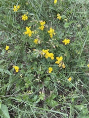 Lotus corniculatus