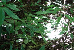 Scenopoeetes dentirostris