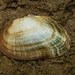 Slippershell Mussel - Photo (c) Philippe Blais, some rights reserved (CC BY-NC-ND), uploaded by Philippe Blais