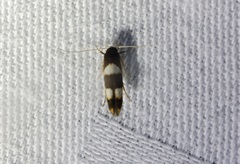 Stathmopoda paradiplaspis