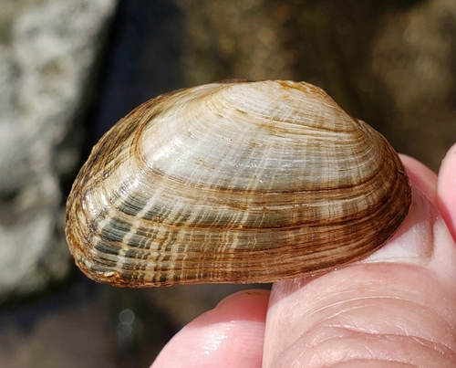 Slippershell Mussel