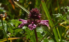 Pedicularis refracta transmorrisonensis