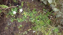 Centaurium scilloides