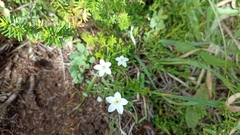 Centaurium scilloides