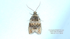 Celypha flavipalpana