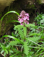 Pedicularis refracta transmorrisonensis