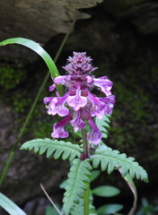 Pedicularis refracta transmorrisonensis