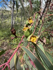 Eucalyptus megasepala