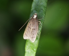 Epichostis