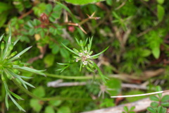 Chaerophyllum involucratum