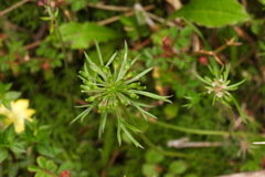 Chaerophyllum involucratum