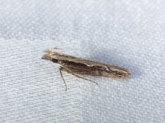 Hypatima spathota
