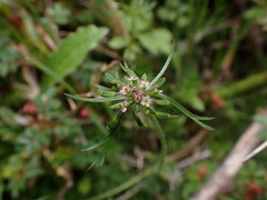 Chaerophyllum involucratum