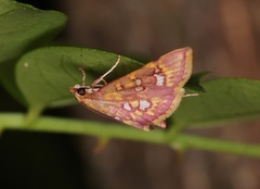 Ischnurges gratiosalis
