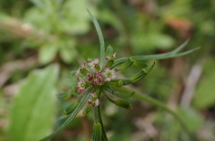 Chaerophyllum involucratum