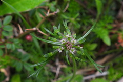 Chaerophyllum involucratum