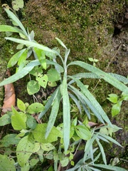 Senecio cinerarioides