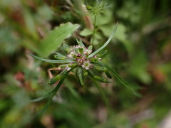 Chaerophyllum involucratum