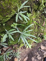Senecio cinerarioides